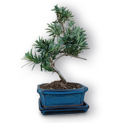 Budas priedes bonsai, Ref. 3033
