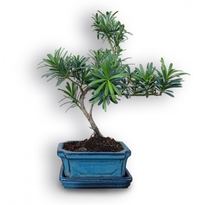 Buddas priedes bonsai, Ref. 3034