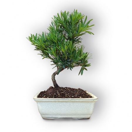 Buddas priedes bonsai, Ref. 8106