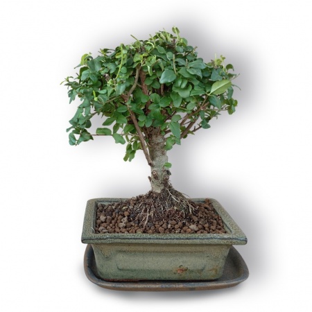 Ligustrs bonsai, Ref. 3048