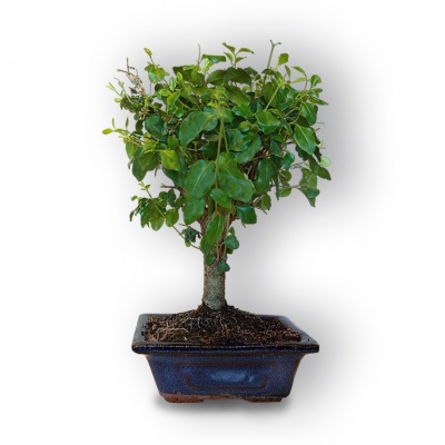 Bonsai Ligustrs, Ref. 8064