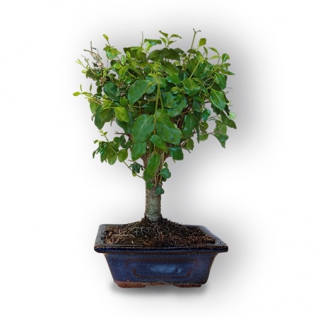 Bonsai Ligustrs, Ref. 8064