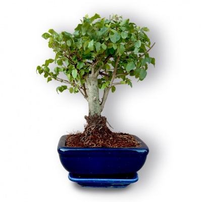 Ligustrs bonsai, Ref. 3049