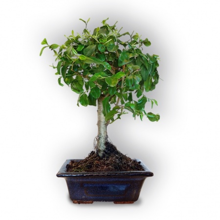 Bonsai Ligustrs, Ref. 8060