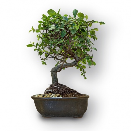 Bonsai Ķīnas goba, Ref. 8066