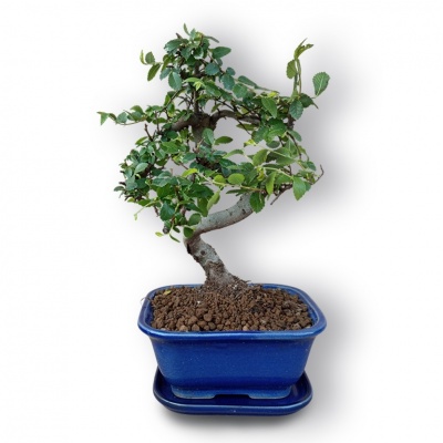 Ķīnas goba, Ref. 3054