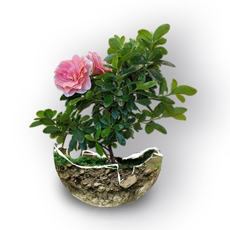 Лучшие грунты для бонсаи