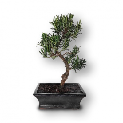 Buda priedes grunts, Ref. 2911