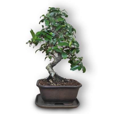 Karmonas bonsai augsne, Ref. 2910