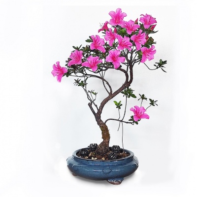 Acālijas bonsai augsne, Ref.2915