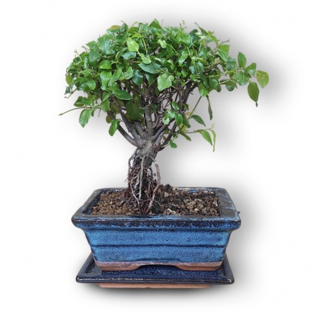 Sageretijas bonsai grunts, Ref. 2908