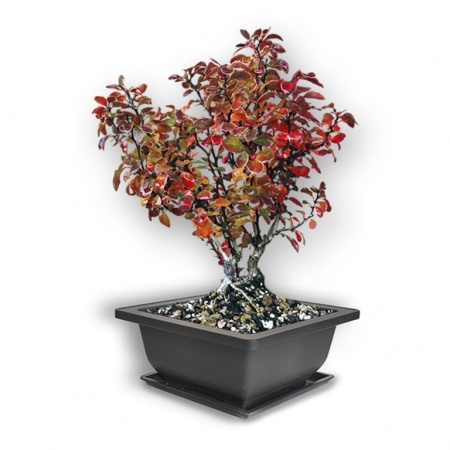 Bārbeles bonsai augsne, Ref.2907