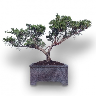 Kadiķa bonsai augsne, Ref.2906