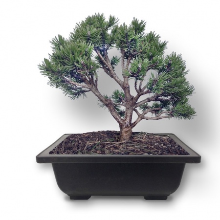 Kalnu priedes grunts, Ref.2905