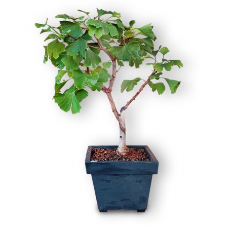 Ginks bonsai grunts, Ref.2904