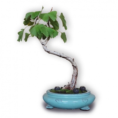 Ginks bonsai grunts, Ref.2904