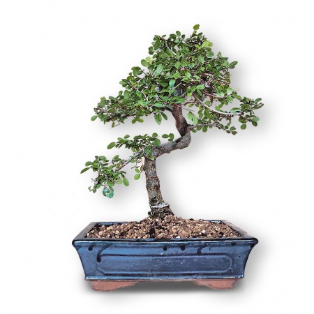 Ķīnas gobas augsne, Ref. 2903 