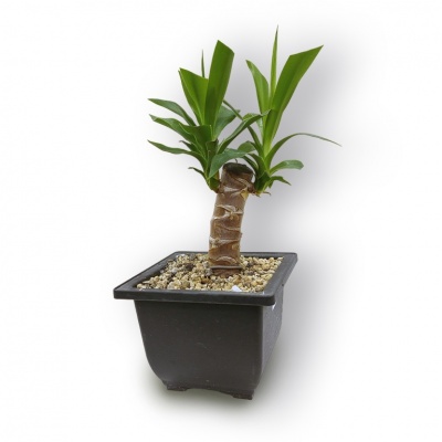 Dracena bonsai augsne, Ref.2902