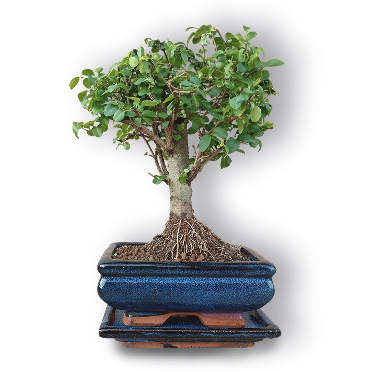 cherry blossom bonsai tree buy Japanese Cherry Blossom Bonsai Tree Seeds main image 1