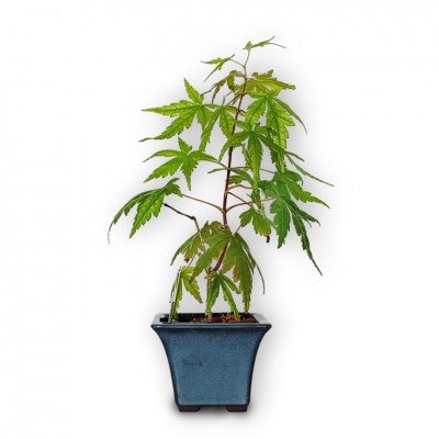Soil for maple bonsai, Ref.2900