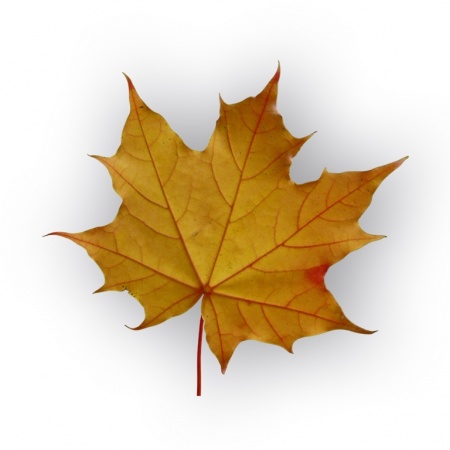 Kļavas bonsai augsne, Ref.2900