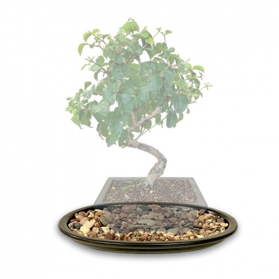 Bļoda ar akmentiņiem, Ref. 8279