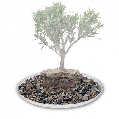 Šķīvis ar akmentiņiem, Ref. 8290