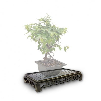 Bonsai table, Ref. 8301