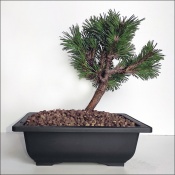 Mountain pine, Ref.2305