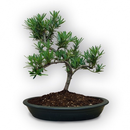 Budas priedes bonsai, Ref. 8107