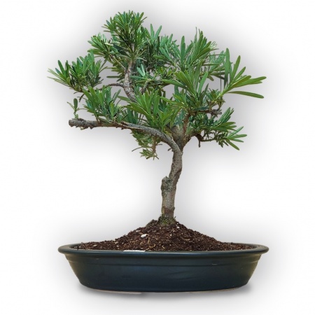 Budas priedes bonsai, Ref. 8108