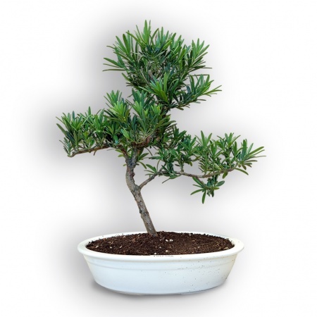 Budas priedes bonsai, Ref. 8111