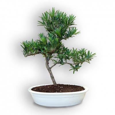 Budas priedes bonsai, Ref. 8111