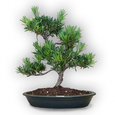 Budas priedes bonsai, Ref. 8110