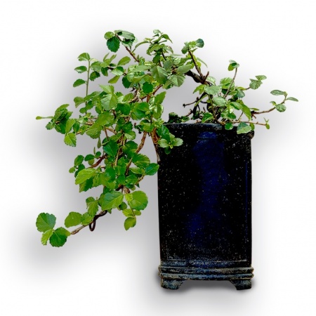 Bonsai Zvaigžņu lavanda, Ref. 8078