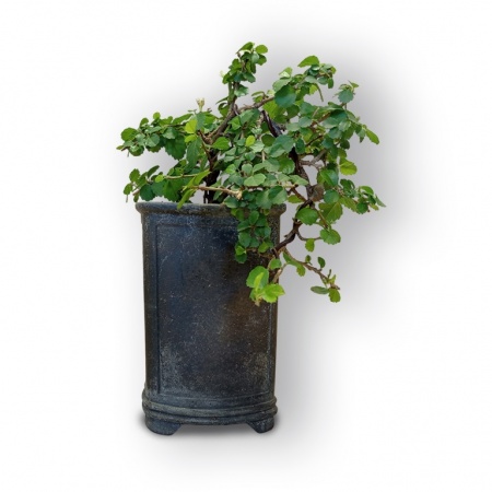Bonsai Zvaigžņu lavanda, Ref. 8079