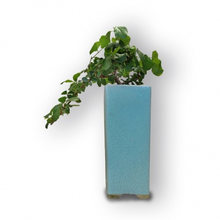 Bonsai Zvaigžņu lavanda, Ref. 8081