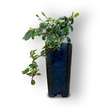 Bonsai Zvaigžņu lavanda, Ref. 8080