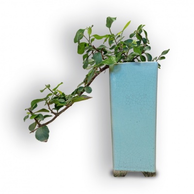 Bonsai Zvaigžņu lavanda, Ref. 8084