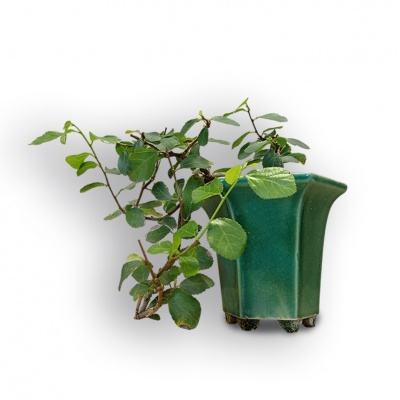 Bonsai Zvaigžņu lavanda, Ref. 8085