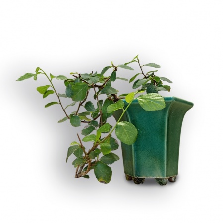 Bonsai Zvaigžņu lavanda, Ref. 8085