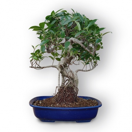 Ficus retusa bonsai, Ref. 8121