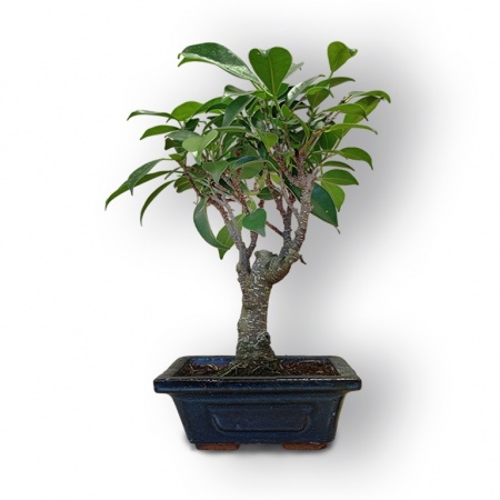Bonsai Fikuss retusa, Ref. 8071
