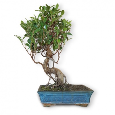 Bonsai Fikuss retusa, Ref. 8130