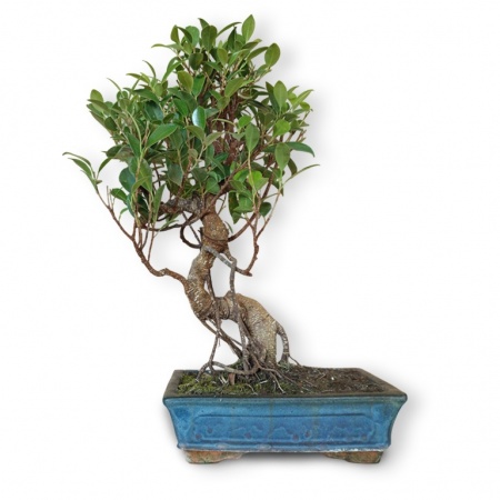 Bonsai Fikuss retusa, Ref. 8130