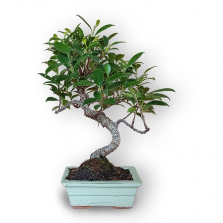 Ficus Microcarpa bonsai, Ref. 8125