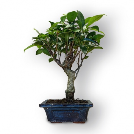 Bonsai Fikuss retusa, Ref. 8073