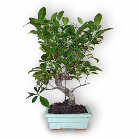 Ficus Microcarpa bonsai, Ref. 8123