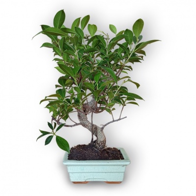 Ficus Microcarpa bonsai, Ref. 8123