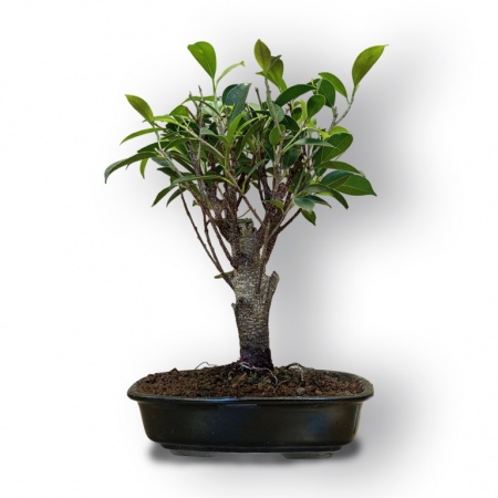 Bonsai Fikuss retusa, Ref. 8076